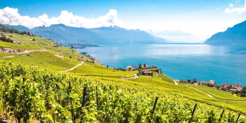 Lavaux