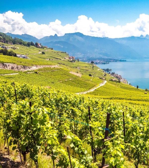 Lavaux